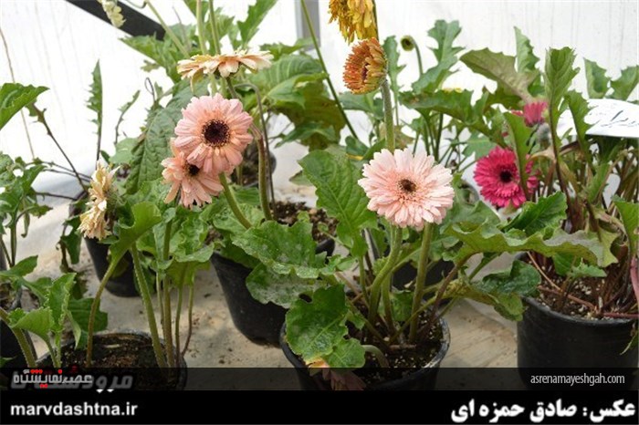 گزارش تصویری برپایی نمایشگاه گل و گیاه در مرودشت
