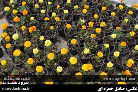 گزارش تصویری برپایی نمایشگاه گل و گیاه در مرودشت