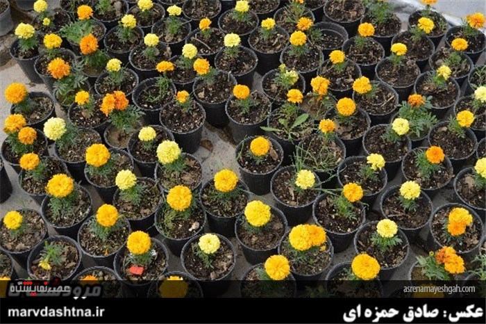 گزارش تصویری برپایی نمایشگاه گل و گیاه در مرودشت