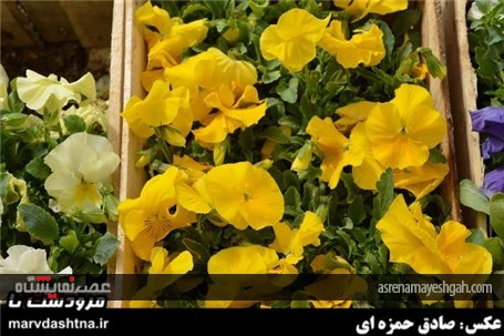 گزارش تصویری برپایی نمایشگاه گل و گیاه در مرودشت