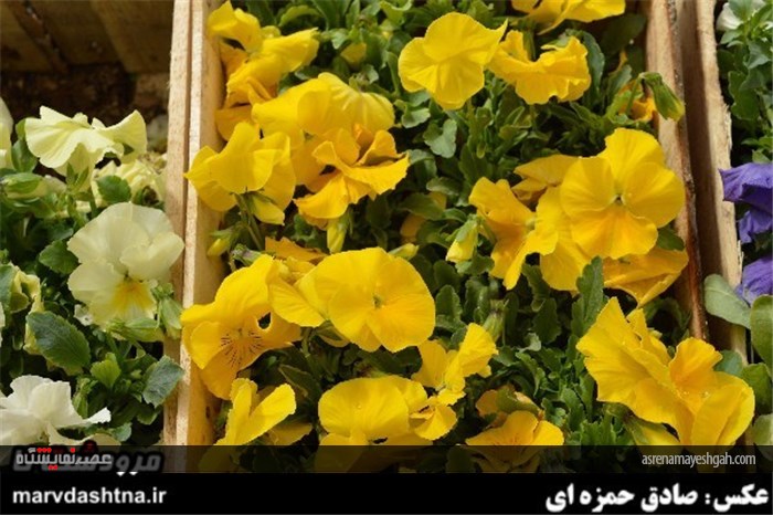 گزارش تصویری برپایی نمایشگاه گل و گیاه در مرودشت