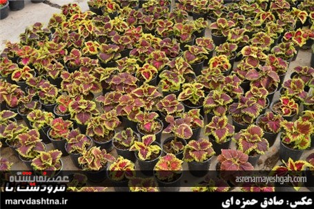 گزارش تصویری برپایی نمایشگاه گل و گیاه در مرودشت