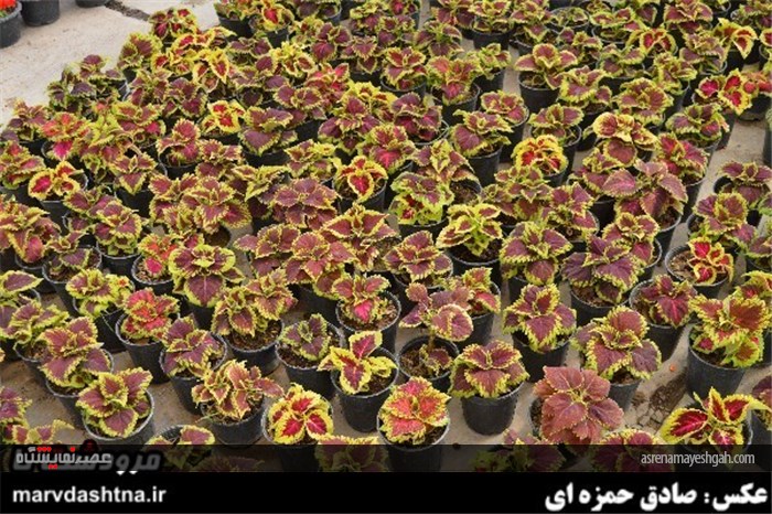 گزارش تصویری برپایی نمایشگاه گل و گیاه در مرودشت