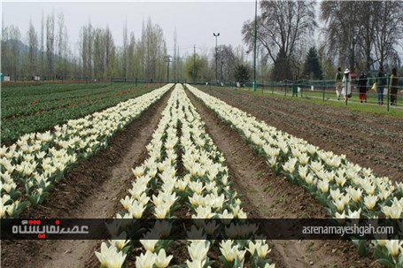 گزارش تصویری نمایشگاه گل بهاری در کشمیر