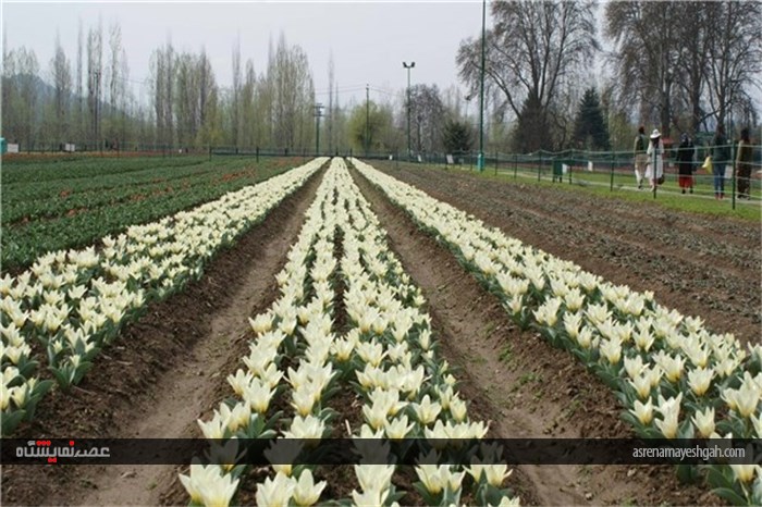 گزارش تصویری نمایشگاه گل بهاری در کشمیر