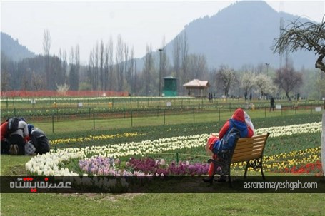گزارش تصویری نمایشگاه گل بهاری در کشمیر