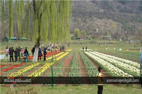 گزارش تصویری نمایشگاه گل بهاری در کشمیر