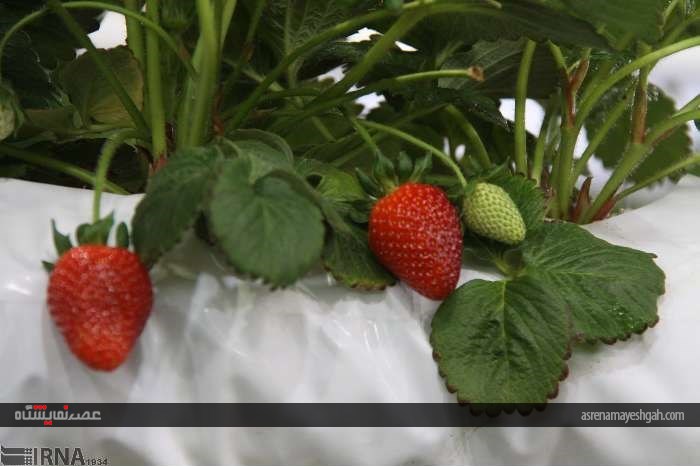 گزارش تصویری پنجمین نمایشگاه تخصصی گل و گیاه، ماهیان و پرندگان زینتی اصفهان