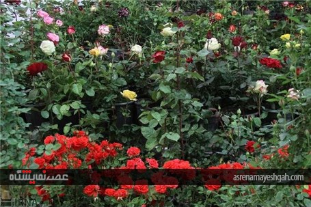 گزارش تصویری پنجمین نمایشگاه تخصصی گل و گیاه، ماهیان و پرندگان زینتی اصفهان