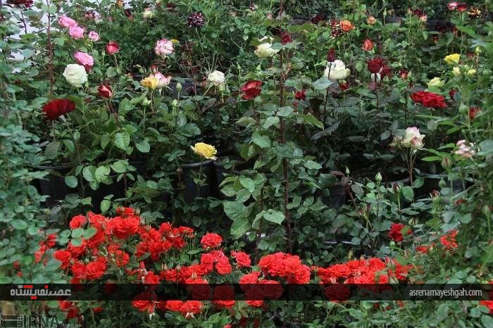 گزارش تصویری پنجمین نمایشگاه تخصصی گل و گیاه، ماهیان و پرندگان زینتی اصفهان