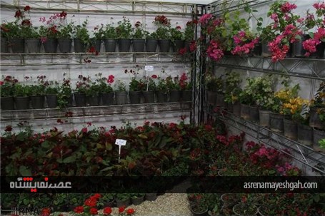 گزارش تصویری پنجمین نمایشگاه تخصصی گل و گیاه، ماهیان و پرندگان زینتی اصفهان