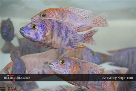 گزارش تصویری پنجمین نمایشگاه تخصصی گل و گیاه، ماهیان و پرندگان زینتی اصفهان