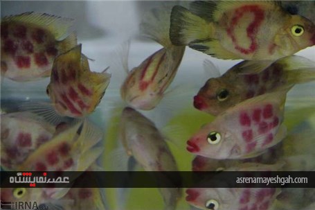 گزارش تصویری پنجمین نمایشگاه تخصصی گل و گیاه، ماهیان و پرندگان زینتی اصفهان