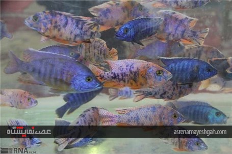 گزارش تصویری پنجمین نمایشگاه تخصصی گل و گیاه، ماهیان و پرندگان زینتی اصفهان
