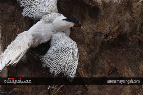 گزارش تصویری پنجمین نمایشگاه تخصصی گل و گیاه، ماهیان و پرندگان زینتی اصفهان