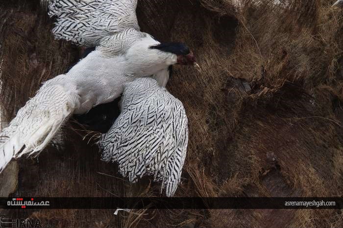 گزارش تصویری پنجمین نمایشگاه تخصصی گل و گیاه، ماهیان و پرندگان زینتی اصفهان