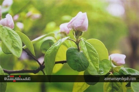 گزارش تصویری برگزاری نمایشگاه عکس &#171;تولد طبیعت&#187; در کرج