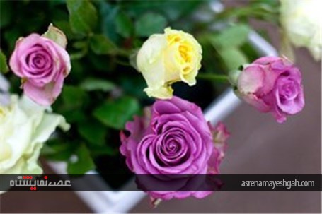 نمایشگاه گل و گیاه در محلات
