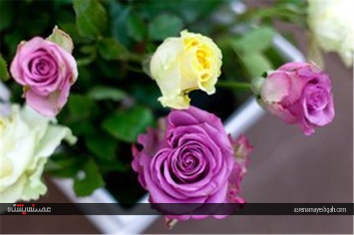 نمایشگاه گل و گیاه در محلات