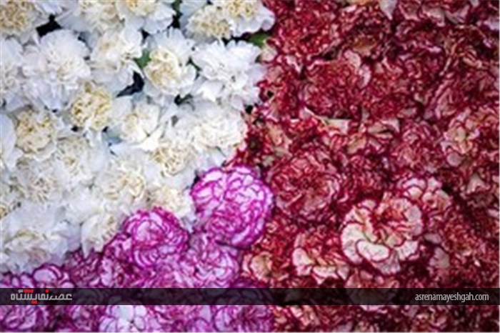 نمایشگاه گل و گیاه در محلات