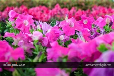نمایشگاه گل و گیاه در محلات