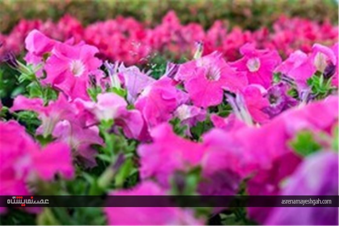 نمایشگاه گل و گیاه در محلات