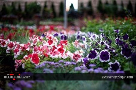 نمایشگاه گل و گیاه در محلات
