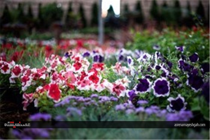 نمایشگاه گل و گیاه در محلات