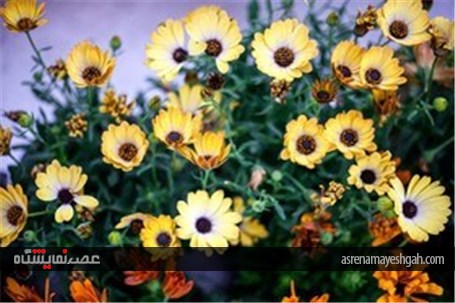 نمایشگاه گل و گیاه در محلات