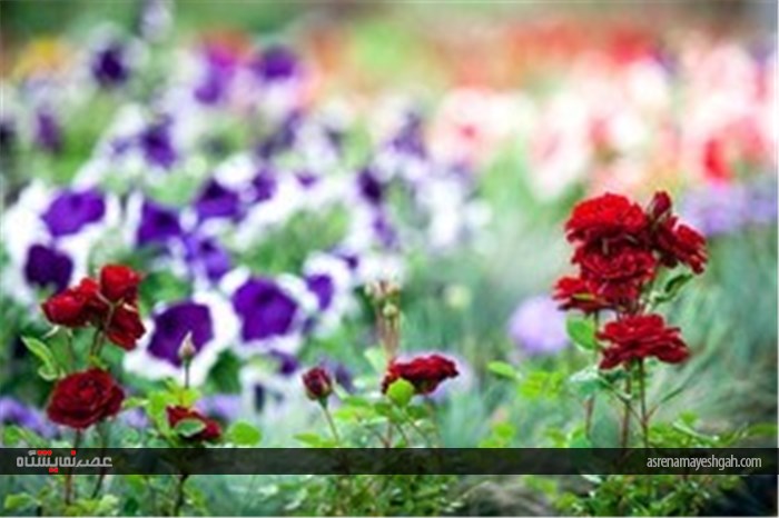 نمایشگاه گل و گیاه در محلات
