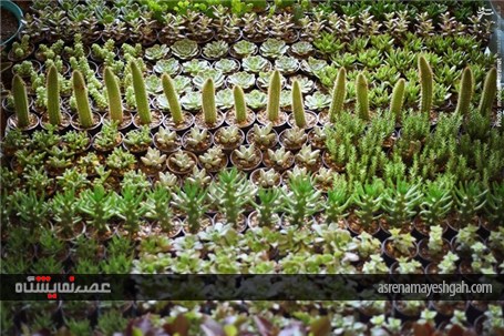 گزارش تصویری آغاز به کار نمایشگاه گل و گیاه تهران
