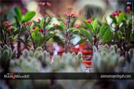 گزارش تصویری آغاز به کار نمایشگاه گل و گیاه تهران