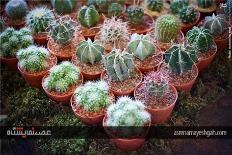 گزارش تصویری آغاز به کار نمایشگاه گل و گیاه تهران