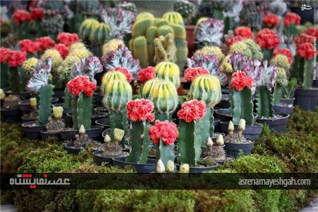 گزارش تصویری آغاز به کار نمایشگاه گل و گیاه تهران
