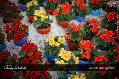 گزارش تصویری آغاز به کار نمایشگاه گل و گیاه تهران