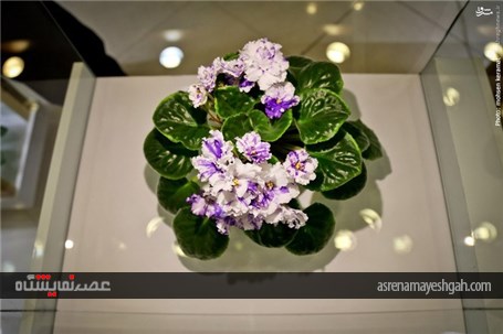 گزارش تصویری آغاز به کار نمایشگاه گل و گیاه تهران