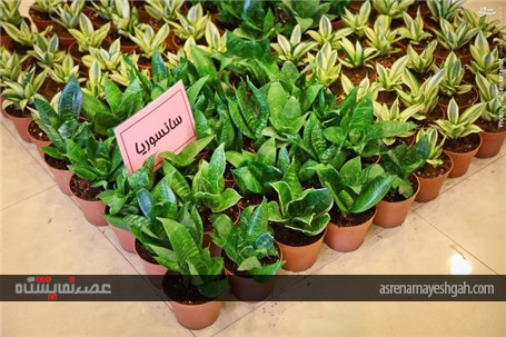 گزارش تصویری آغاز به کار نمایشگاه گل و گیاه تهران