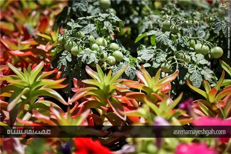 گزارش تصویری آغاز به کار نمایشگاه گل و گیاه تهران
