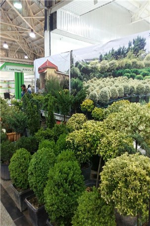 گزارش تصویری نمایشگاه تخصصی گل و گیاه در قائمشهر