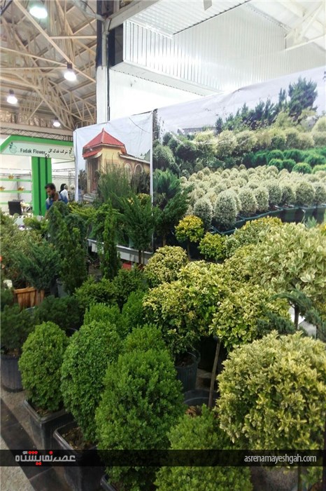 گزارش تصویری نمایشگاه تخصصی گل و گیاه در قائمشهر
