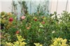 گزارش تصویری گشایش نمایشگاه گل و گیاه در اراک