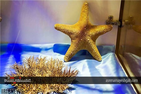 نمایشگاه صدف در اصفهان