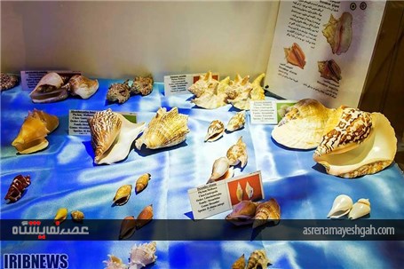 نمایشگاه صدف در اصفهان