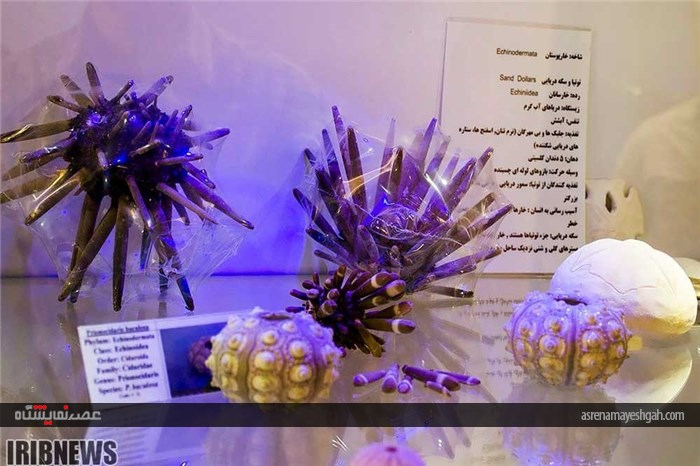 نمایشگاه صدف در اصفهان