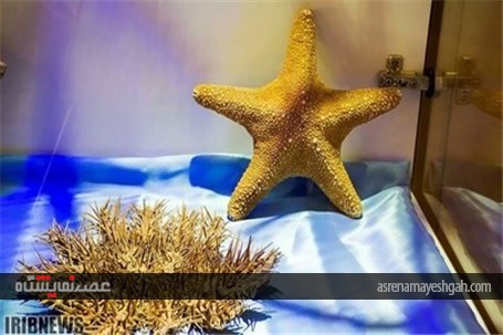 گزارش تصویری نمایشگاه صدف در اصفهان