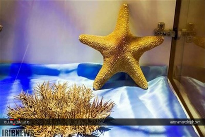 گزارش تصویری نمایشگاه صدف در اصفهان