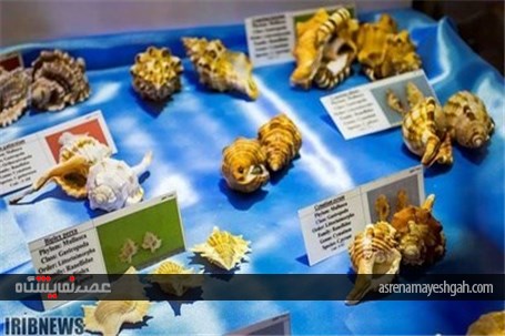 گزارش تصویری نمایشگاه صدف در اصفهان