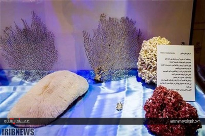 گزارش تصویری نمایشگاه صدف در اصفهان