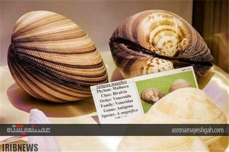 گزارش تصویری نمایشگاه صدف در اصفهان