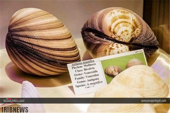 گزارش تصویری نمایشگاه صدف در اصفهان